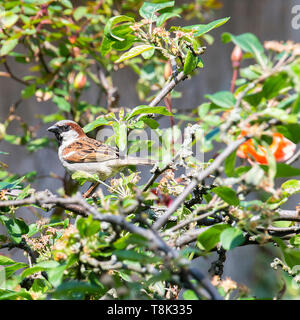 Erwachsenen männlichen Haussperling Hocken auf einem Apple Tree Branch auf der Suche nach Nahrung in einem Garten in Alsager Cheshire England Vereinigtes Königreich Großbritannien Stockfoto