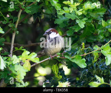 Erwachsenen männlichen Haussperling Hocken auf einem Zweig in einem Hawthorn Hedge-Fonds auf der Suche nach Nahrung in einem Garten in Alsager Cheshire England Vereinigtes Königreich Großbritannien Stockfoto