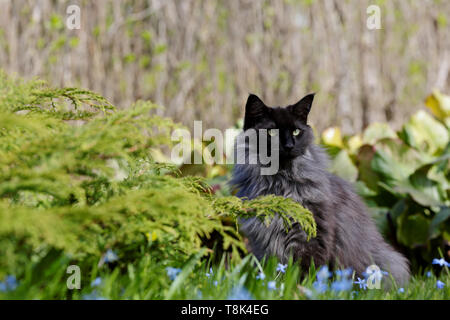 Eine Norwegische Waldkatze männlichen im Garten sitzen unter Blau schöne Blumen bei Tageslicht Stockfoto