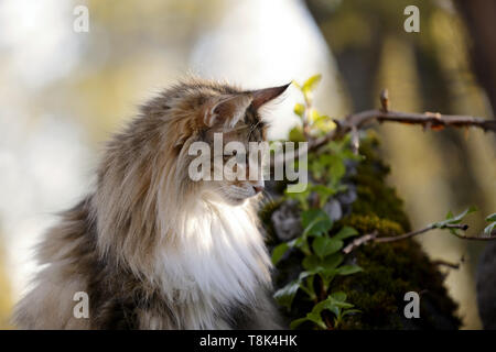 Wunderschöne Norwegische Waldkatze Frau im Garten am Abend licht Stockfoto