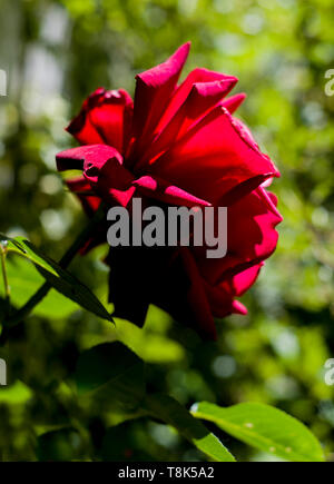 Red rose Welken auf Velvet im Garten Stockfoto