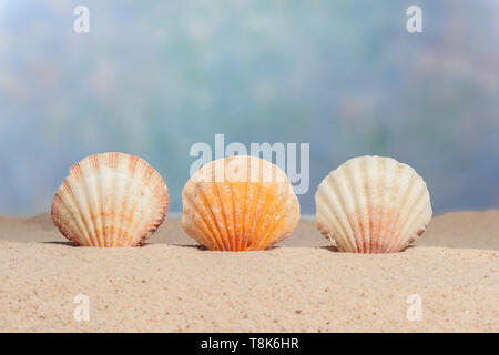 Horizontale Schuß von drei Muscheln aufrecht auf dem Sand des Strandes. Blue Sky wie Hintergrund. Kopieren Sie Platz. Stockfoto