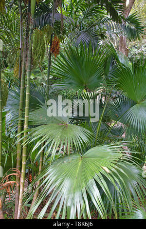 Große grüne runde fan Palm Blätter in der Natur Stockfoto