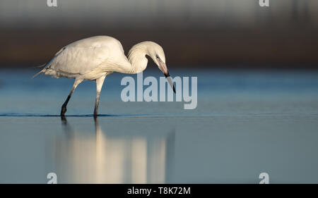 Rötliche Reiher in Florida Stockfoto