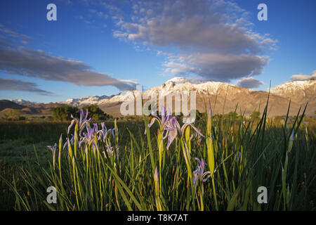 Wild Iris Blumen auf einer Wiese unter Berg mit selektiven Fokus auf Blumen Stockfoto