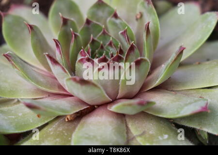 Südfrankreich, Okzitanien - Sempervivum bekannt als hauswurz - Nahaufnahme einer Blüte sukkulente Pflanze Stockfoto