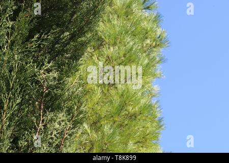 Südfrankreich - Nahaufnahme von zwei pinien auf einem blauen Himmel - dunkelgrün, hellgrün, hellblau Stockfoto