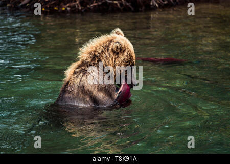 Brauner Bär essen Fisch im See, Kamtschatka, Russland Stockfoto