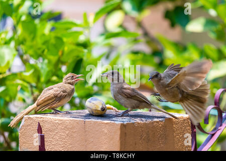 Drei Streifen-eared Bulbul Fütterung auf Banane Stockfoto