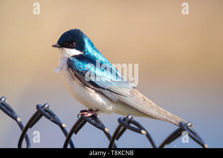 Ein männlicher Baum schlucken (Tachycineta bicolour) auf einem Zaun thront. Beaumont, Alberta, Kanada. Stockfoto