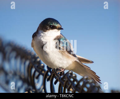 Ein weiblicher Baum schlucken (Tachycineta bicolour) auf einem Zaun thront. Beaumont, Alberta, Kanada. Stockfoto