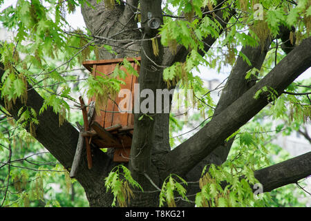 Fütterung Bird House, House Bird Feeder in den Park auf der großen hohen Baum. Stockfoto