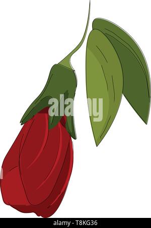 Hibiscus ist ein tropischer Strauch mit großen bunten Blume, auch als China Rose., Vector, Farbe, Zeichnung oder Abbildung. Stock Vektor