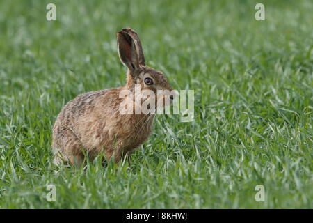 Feldhase Fütterung Stockfoto