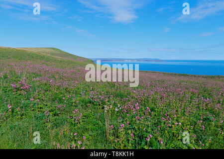 Blick auf Filey von den Bempton Cliffs an der Yorkshire Coast, UK Stockfoto