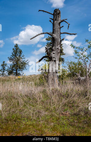 Alte Pinien Baumstumpf an Hog Canyon Stockfoto