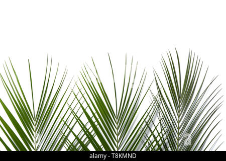 Frische tropische Palmen auf weißem Hintergrund Stockfoto