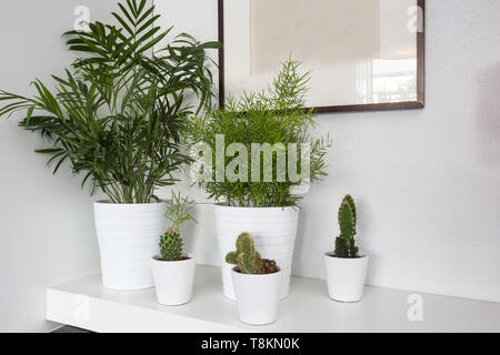 Zimmerpflanzen in weißen Töpfe und einen weißen Hintergrund, Wohnzimmer Dekoration modernes Design Stockfoto