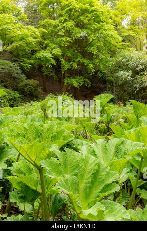 Farbe Foto im Hochformat von riesigen Rhabarber Gunnera Pflanzen (gunneraceae) mit grünen Laubbäumen im Hintergrund. Branksome Gärten, Poole, Stockfoto