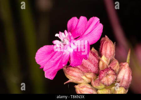 Farbe Makro Foto des isolierten Red campion Blume auf dunklem Hintergrund. Poole, Dorset, England. Stockfoto