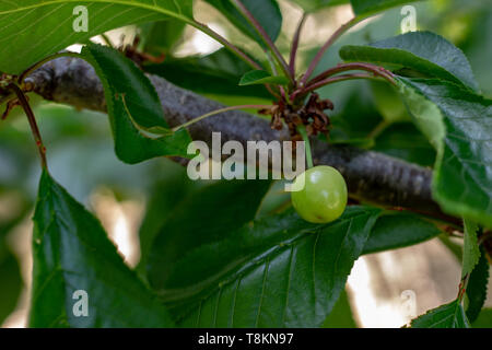 Neapel, Italien, 11. Mai 2019. Eine prächtige Kirschbaum beginnt Früchte zu tragen. Die erste unreife grüne Kirschen gesehen werden kann. Stockfoto