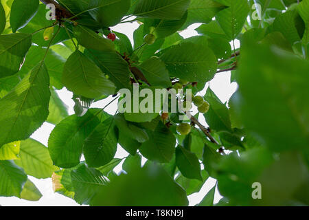 Neapel, Italien, 11. Mai 2019. Eine prächtige Kirschbaum beginnt Früchte zu tragen. Die erste unreife grüne Kirschen gesehen werden kann. Stockfoto