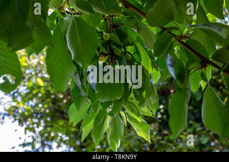 Neapel, Italien, 11. Mai 2019. Eine prächtige Kirschbaum beginnt Früchte zu tragen. Die erste unreife grüne Kirschen gesehen werden kann. Stockfoto