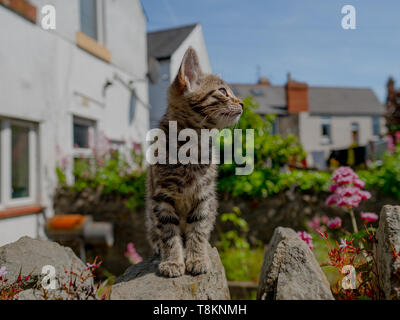 Süße kleine tabby Kitten erkunden Sie draußen im Garten an einem Tag im Sommer Stockfoto