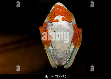 Laubfrosch Stockfoto