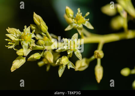 Avocado (Persea americana) Blumen blühen Stockfoto