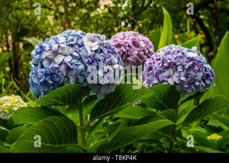 Hortensienblüten mit grüner Vegetation Hintergrund Stockfoto