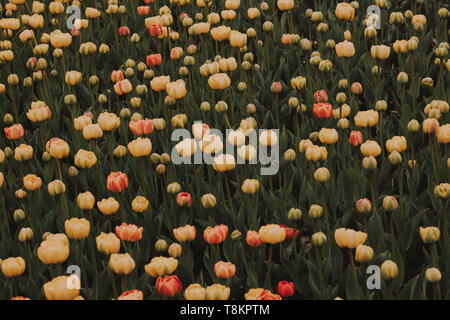 Tulpenfelder im Tulip Festival in Ottawa, Ontario. Stockfoto