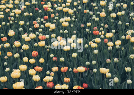 Tulpenfelder im Tulip Festival in Ottawa, Ontario. Stockfoto