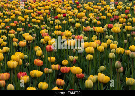 Tulpenfelder im Tulip Festival in Ottawa, Ontario. Stockfoto