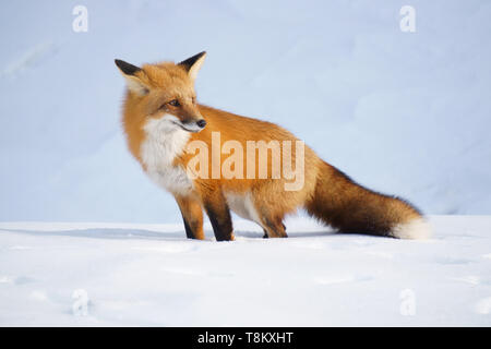 Red Fox (Vulpes vulpes) steht im Schnee auf Morrison Insel, Québec, Kanada