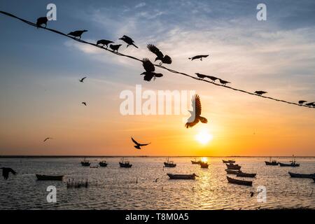 Sri Lanka, Northern Province, Jaffna, Sonnenuntergang über den Fischerhafen Stockfoto