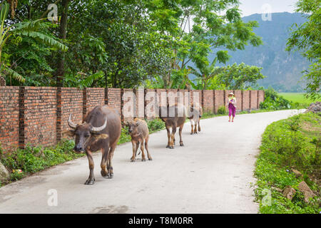 Eine Frau, die zu Fuß ihr Wasser Büffel in der Provinz Ninh Binh, Vietnam, Asien Stockfoto