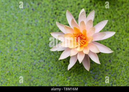 Rosa Lotusblüte, Wasserlilie, Provinz Ninh Binh, Vietnam, Asien Stockfoto