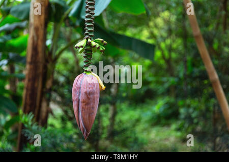 Banane Blume wächst in tropischen Garten in Tamcoc, Vietnam, Asien Stockfoto