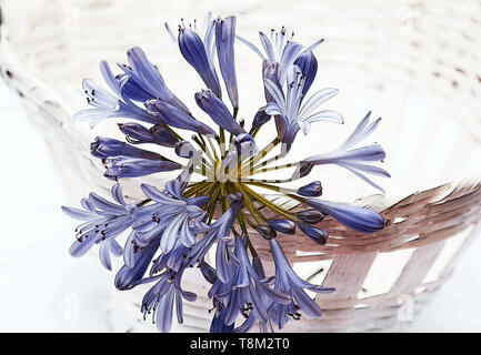 Wunderschöne Agapanthus-Lilie vom Nil auf weißem Hintergrund Stockfoto