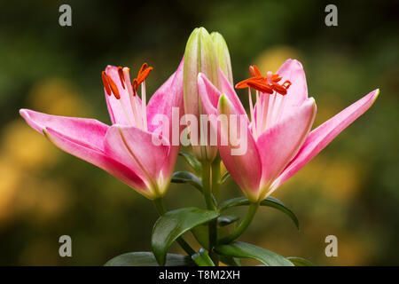 Rosa Lilie auf natürlichen Hintergrund Stockfoto