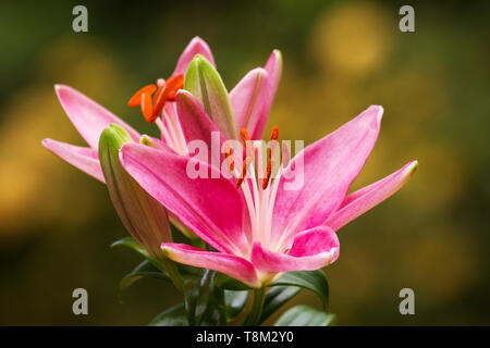 Rosa Lilie auf natürlichen Hintergrund Stockfoto