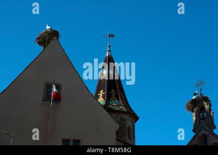 Frankreich, Haut Rhin, Eguisheim, "Les Plus beaux villages de France (Schönste Dörfer Frankreichs), Storch im Nest Stockfoto