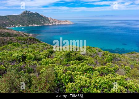 Frankreich, Haute Corse, Agriates Wüste Stockfoto