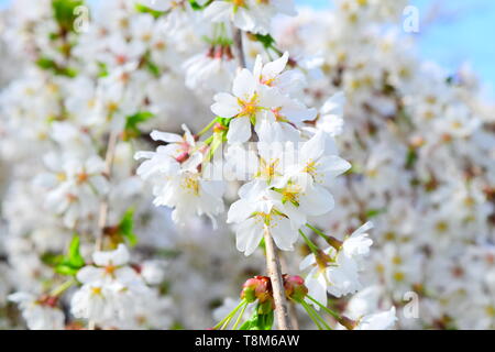 Pflaume Blüten im Frühling Stockfoto
