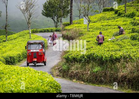 Sri Lanka, Provinz Uva, Haputale, wird das Dorf von den Teeplantagen von Dambatenne Gruppe von Thomas Lipton, gegründet 1890 umgeben Stockfoto