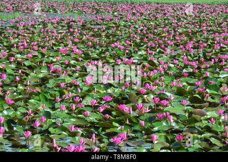 Diese spektakuläre Ort ist die Heimat von Millionen von Lotus Blumen und passenderweise den Roten Lotus Meer oder Talay Bua Daeng Stockfoto