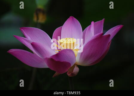 Lotus-Blume Stockfoto