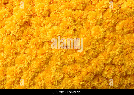 Gruppe von gelben Blumen Hintergrund. Stockfoto