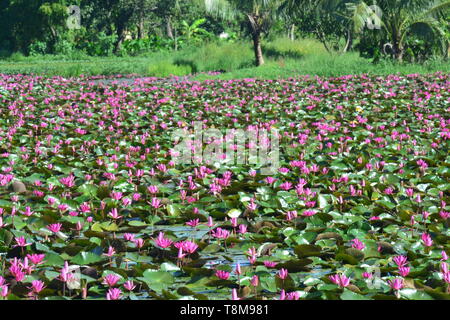 Diese spektakuläre Ort ist die Heimat von Millionen von Lotus Blumen und passenderweise den Roten Lotus Meer oder Talay Bua Daeng Stockfoto